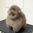 HuiZajuia