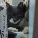 catilkayt