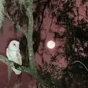 nooiorr