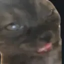 leviwhypashacry