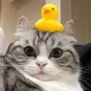 gaww