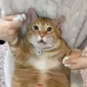 ДедушкаПопа