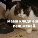 mefisa