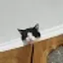 Зеля