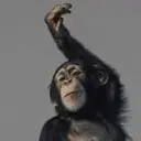 funnymonkey