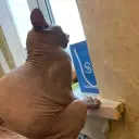 zxcurcedx