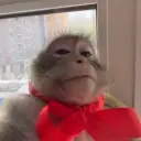 Neftirr