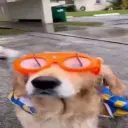 whomozer