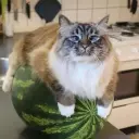 NapoleonX