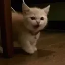 vortexy