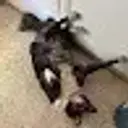 klauzz