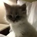 ab0ssute