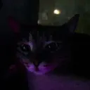 kawai_chah