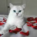 Текущий аватар
