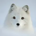WhiteFox