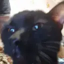 ZigerOk