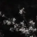 aapj96