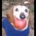 RARABP
