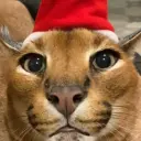 rulluu
