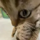 Шпорт