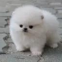 MrNeznakomez