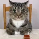 FLUGALAYZ