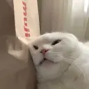 ЛысыйКотек