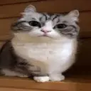 komarubuysell