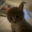котек