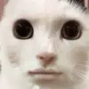 Tvoypupsnomer