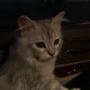 xxcx