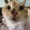 babadulka