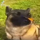 Ysazurar