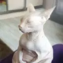 ManSoda
