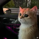 Текущий аватар