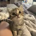 whyHowl