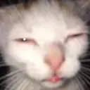 tortik_lybit_avp