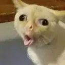 gulz