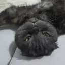 Stepx224547dee
