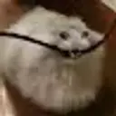 FrozenXD