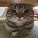 gim20ty