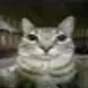 rraisse