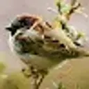sSparrowSs
