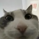 k0tbka