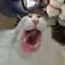 ihein