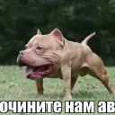 hubratin