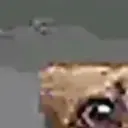 nutilih