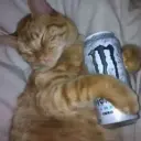 tsunocat