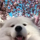 romann_g