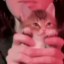 Нинтендо